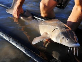 A proposal to develop a gravel pit in Parkland County is meeting opposition from locals who are concerned that it would affect key lake sturgeon spawning grounds along the North Saskatchewan River.