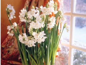 Start paperwhites in a sunny window, then go ahead and try planting them out in late May. They’re officially not hardy enough for our climate, but you may be lucky and find a warm spot where they work.