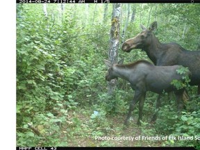 These moose were spotted during a citizen-science study in the Beaver moraine this past summer. Moose are an important part of the Beaver Hills Initiative Biosphere.