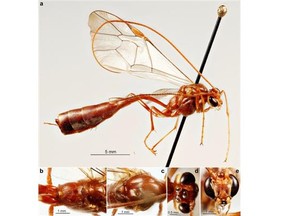 A University of Alberta researcher has identified six new species of parasitic wasps.
