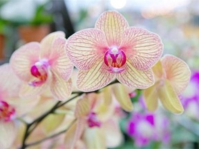 Want to refresh your home with some houseplants? Orchids are easier to grow than you might think, says Rob Sproule.