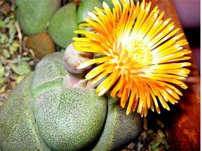 When lithops flower, the bloom bursts forth from a crack between two stone-like leaves.