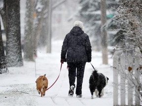 A woman walks her dogs in Riverdale recently, bundled up against the chill as snow falls. Eating certain foods will also boost her ability to stay warm.