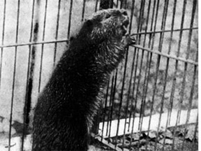 In the 1920s beaver ranching provided farmers with a new source of income.