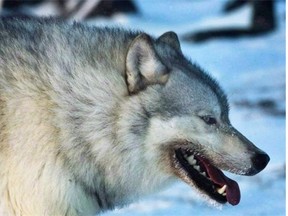 Alberta’s wolf cull has letter writer Tom Roschkov questioning what’s inside the protocol manual for government biologists.