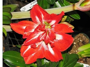 The amaryllis can be coaxed back into bloom, but it will require some effort and careful attention. The tropical plant loves a sunny spot.