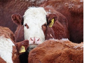 Cattle wait to be auctioned at the North Central Livestock Exchange near Clyde, Alta, north of Edmonton, on February 17, 2015. A single case of bovine spongiform encephalopathy, known as mad cow disease, was reported last week in northern Alberta, the first new case in Canada since 2011.