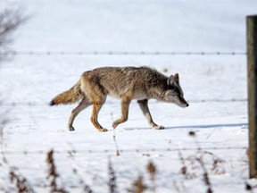 A coyote hunts for mice in a field on the east end of Edmonton.