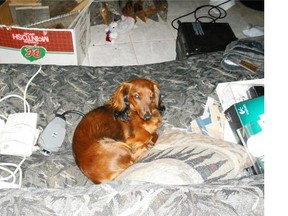 Mia-Mia, the dachshund that was stolen from an Alberta truck stop in January.