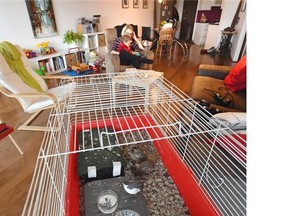 Elise Stolte and son Marc, 17 months with quails in the cage for a Living Small feature about pets in condos in Edmonton, January 21, 2015.