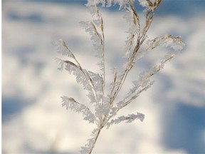 Frost by Jackie Hofman can be seen at Block 1912 Cafe, as part of the Exposure Photography Festival.