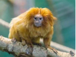 Hayden the two-year-old golden lion tamarin and his brother Jack (not shown) are the newest additions to The Edmonton Valley Zoo in Edmonton on January 29, 2015.