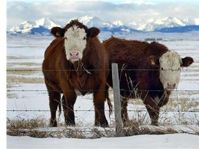 A case of mad cow disease has been confirmed in a beef cow from Alberta.