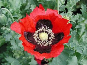 Opium is made from certain poppies.