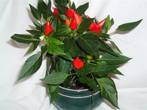 Ornamental peppers offer a great way to add some colour to your home.