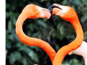 A pair of Caribbean flamingos extend their heads and necks in a heart shape as flamingos perform courtship dances at the Saitama Children’s Zoo in Higashimatsuyama, Saitama prefecture, north of Tokyo on February 13, 2011, one day before St. Valentine’s Day.