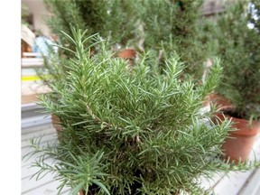 Rosemary has a pleasant fragrance, is called for in some recipes, and can be grown either indoors or outdoors.