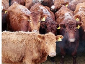 A single case of bovine spongiform encephalopathy (BSE), known as mad cow disease, was reported last week in northern Alberta, the first new case in Canada since 2011.