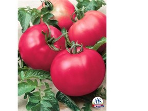 The Tomato Chef’s Choice Pink F1 was named a 2015 vegetable award winner by All-America Selections.