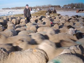 Wesley Henning with his flock on his farm near Mayerthorpe. Henning says he loses seven to 10 per cent of his flock each year to coyotes and has taken measures to stop them.