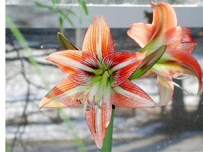 An amaryllis can be grown indoors before it’s ready to be moved outside.