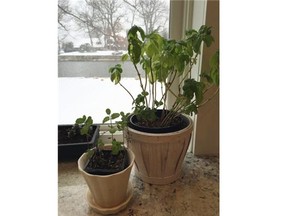 Basil and mint plants grow in a kitchen window. Growing from seed indoors is an option until plants can be transferred outdoors.