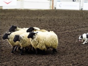 Border collie Meg herds some sheep during the Farm & Ranch Show at Northlands in Edmonton on Thursday March 26, 2015.