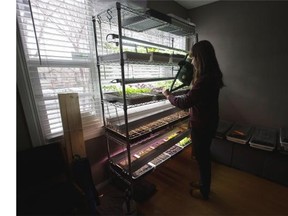 Cathryn Sprague in her home, tending her plants, as part of her agriculture company Reclaim Urban Farm on April 1, 2015, in Edmonton