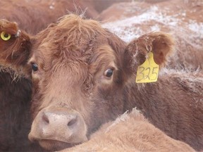 China has instituted a temporary ban on Canadian beef, joining Taiwan, Korea, Peru and Belarus.