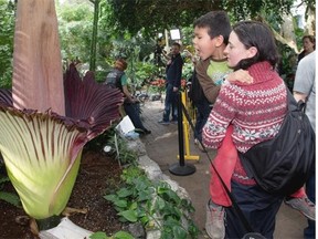 Christiane Moquin and her son Josiah check out the Muttart Conservatory’s Amorphophallus titanum, (the Corpse Flower) “Putrella,” which has bloomed on April 7, 2015 in Edmonton.