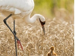 A coalition of birding and nature groups is launching a campaign to press governments to protect at least half of North America’s boreal forest from development. This is critical nesting habitat for billions of birds, including the whooping crane, pictured here.
