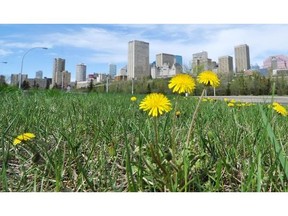 Dandelions spring up in the river valley in May 2013.