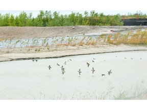 Ducks land on a wetland transplant experiment near Fort McMurray.