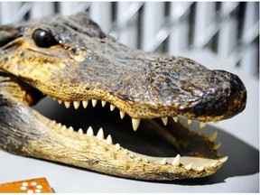 Edmonton police in 2013 laid 216 charges in relation to what is believed to be the largest seizure of stolen property in the department’s history, which included this crocodile head. The Crown stayed charges in the case this week.
