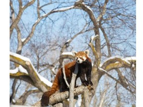 The Edmonton Valley Zoo is excited to announce the newest addition to its red panda family. Rina, a two-year-old female, recently moved to Edmonton from the Shizuoka Municipal Nihondaira Zoo in Japan. Rina joins the zoo’s other red pandas, Pip and Kalden. Red pandas are arboreal mammals native to Asia.