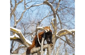 The Edmonton Valley Zoo is excited to announce the newest addition to its red panda family. Rina, a two-year-old female, recently moved to Edmonton from the Shizuoka Municipal Nihondaira Zoo in Japan. Rina joins the zoo’s other red pandas, Pip and Kalden.