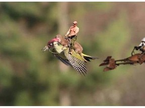 Russian president Putin riding the woodpecker being chased by a stormtrooper. One of the many #WeaselPecker memes.