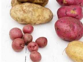 From top right, premium red, premium yellow flesh, gourmet red and eastern russet potatoes