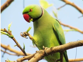 Head to the Parrot Convention for up-close and personal visits with some of the world’s smartest feathered friends.