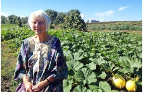 Jennie Visser looks at Lady Flower Gardens in northeast Edmonton where volunteers were harvesting about 5,000 pounds of beets and carrots to be donated to the Edmonton Food Bank on Aug. 30, 2014.