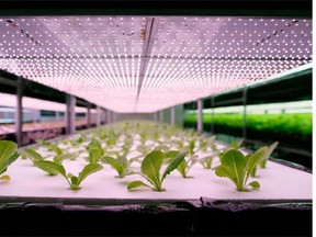 LED lights create artificial environments to grow plants and vegetables, and provide a cooler option than incandescent or halogen light bulbs.