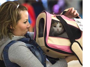 Cleo the cat is reunited with its owner Amanda Graham after almost six years lost in eastern Ontario and herculean efforts by a community of committed animal lovers. Cleo arrived at the International Airport in Edmonton, April 4, 2015.