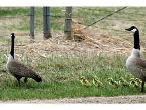 The goose known as Patience on the Edmonton Journal goosecam takes her goslings to the pond on a farm on the western edge of Edmonton , May 15, 2014.