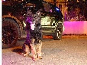 Police service dog Viper was attacked by a pit bull which was shot dead early Wednesday.