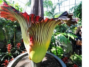 The putrella blooms at the Muttart Conservatory in Edmonton on Monday, April 22, 2013.