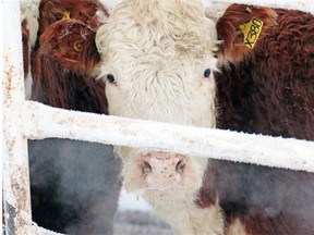 A single case of bovine spongiform encephalopathy (BSE), known as mad cow disease, was reported last month in northern Alberta, the first new case in Canada since 2011.