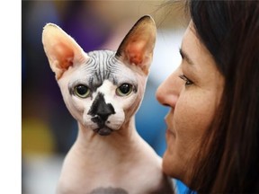 Skully, a three-year-old hairless Sphynx cat who won a “Supreme prize,” spends some quality time with his owner Colleen Boissonnault during the Edmonton Cat Fanciers Club’s annual Spring Cat Show at the Italian Cultural Centre in Edmonton on Sunday March 22, 2015.