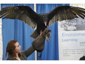 Snoopy, a Turkey Vulture from the Alberta Birds of Prey Foundation, flaps his wings with handler Marianne Durocher at the Edmonton Boat & Sportsmen’s Show in the Northland’s EXPO Centre in Edmonton on Thursday Mar. 12, 2015.