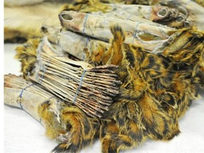 Squirrel pelts are tied into bundles to make the count easier. Demand for fur took a sharp drop in the 1970s, making it tough to earn a living for local fur buyers.