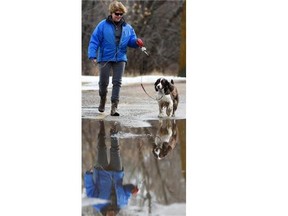 Three-year-old Springer Spaniel Phoebe wasn’t minding the puddles at all as dog-sitter Lynne Guest took her for a walk along Saskatchewan Drive in Edmonton on Monday Mar. 9, 2015.